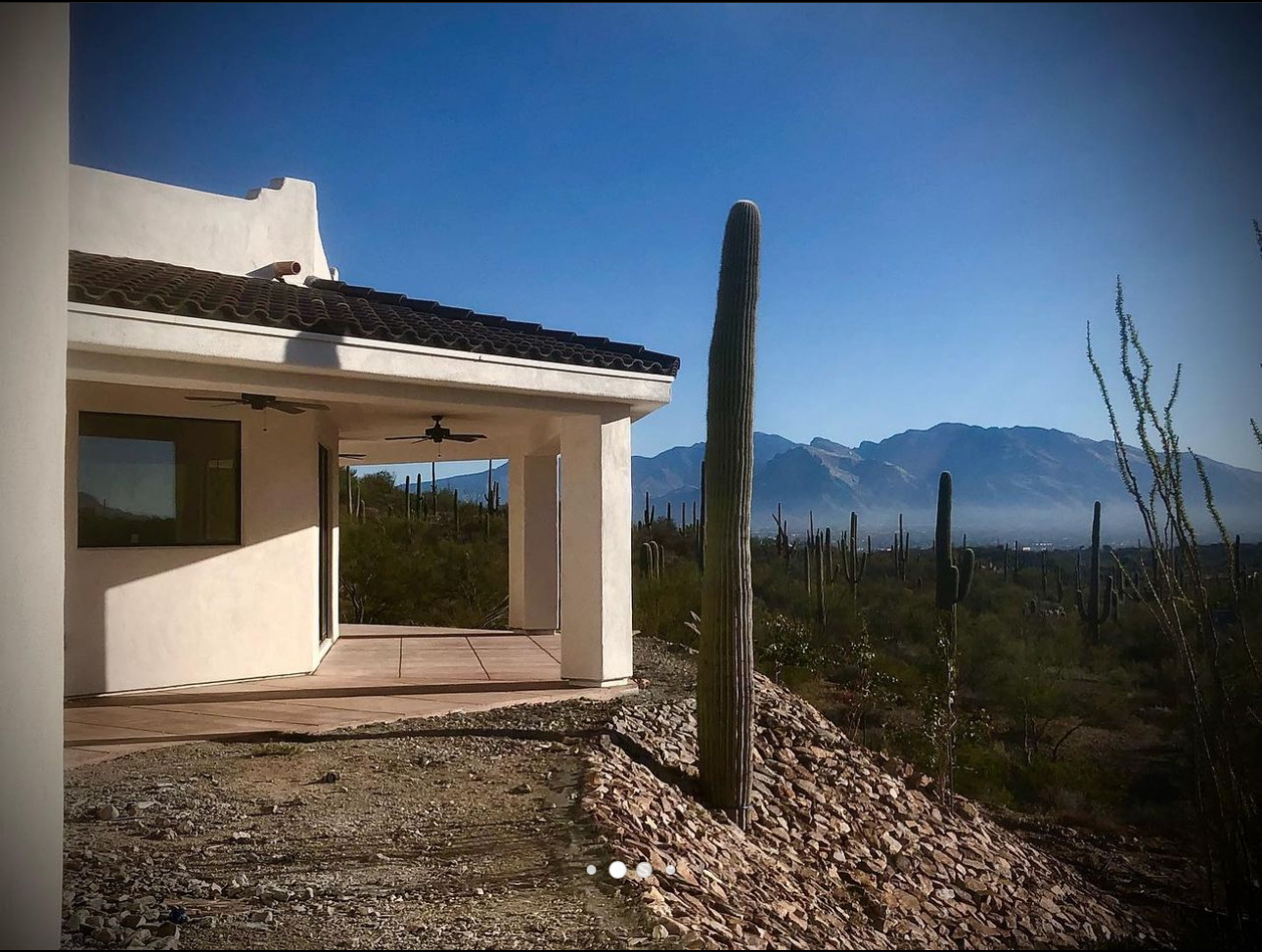 Desert cactus landscape